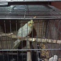 عروس هلندی بالغ مولد