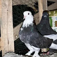 کبوتر دوکت و همه مدل