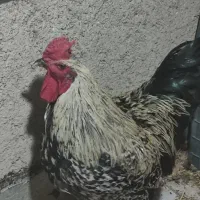 خروس چهل تاج نژاد دار
