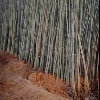 جشنواره ی بزرگ نهال صنوبر سرمایه ای برای اینده