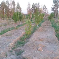 زمین باغی|فروش زمین و ملک کلنگی|گرمسار, |دیوار