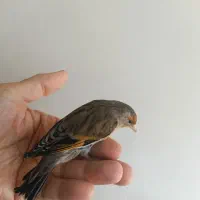 جوجه سهره قناری|پرنده|بندر انزلی, جهانگانی|دیوار