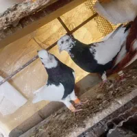 طوقی سیاهنروماده طوقه دارنر طوقی زردماده