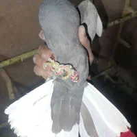 دم سفید|پرنده|شیراز, سعدیه شمالی|دیوار