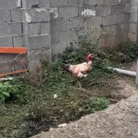 کبابی محلی با خروس لاری دورگ گردن لختی|حیوانات مزرعه|گوراب زرمیخ, |دیوار