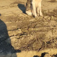 طوفان به فروش میرود