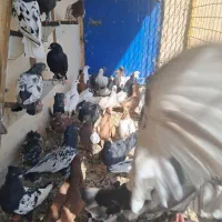 کفتر رنگی هوایی|پرنده|ملکآباد, |دیوار