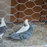 کفتر|پرنده|یزد, |دیوار