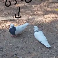 دو جفت طوقی اس|پرنده|فاضل آباد, |دیوار