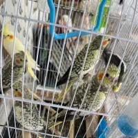 طوطی عروس گمشده در بریران ماتک