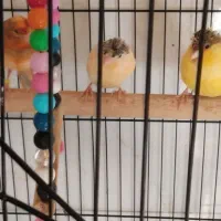 چهارعددقناری