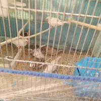 فنچ|پرنده|همدان, |دیوار