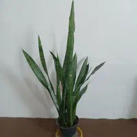 گل سانسوریا