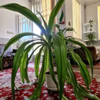 گل سوسن با گلدان