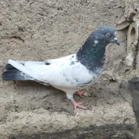 کفتر|پرنده|لنجان, |دیوار