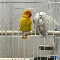 یک جفت برزیلی