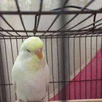 یک جفت مرغ عشق انگلیسی مولد و ماده تک آماده کرمینو