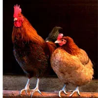 مرغ تخمگذار