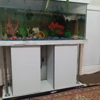 آکواریوم|ماهی|حمیدیا, |دیوار