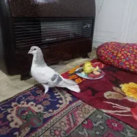 کبوتر آبی عرب