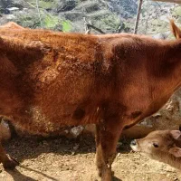 گاو وگوساله