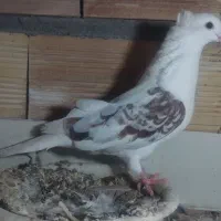 تعداد‌۱۰‌عدد‌کبوتر‌پرشی‌بفروش‌میرسد|پرنده|پلدشت, |دیوار