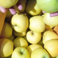 سیب درجه یک|خوردنی و آشامیدنی|اشنویه, |دیوار