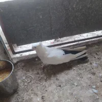 کبوتر
