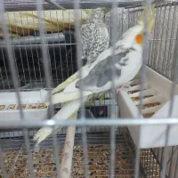 عروس هلندی مولد