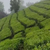 نیرو کار جهت چیدن چای در ترکیه