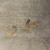 تخم گذار شرطی