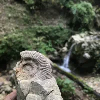 فسیل سنگ ۵۰ میلیون ساله