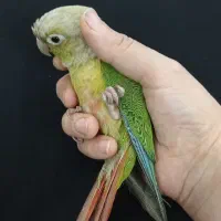 گرینچیک۸ ماهه