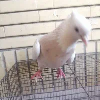 طوقی ماده|پرنده|مشهد, امیریه|دیوار