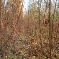 نهالستان|حراج|خسروشاه, |دیوار