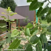 اجاره روزانه/هفتگی/کلبهای جنگلی لب رودخونه ۴۵ متری