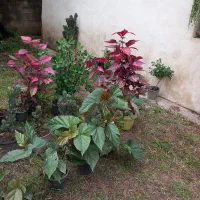 فروش تعدادی از گلها یکجا|گل و گیاه طبیعی|گوراب زرمیخ, |دیوار