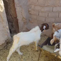 دو عدد بزغاله نر یک عدد بره ماده|حیوانات مزرعه|طبس, |دیوار