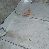 کبوتر ساری فیلی گم شده