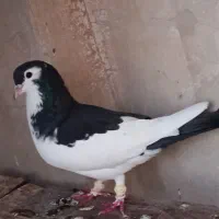 کبوتر جفت|پرنده|اهواز, کمپلو جنوبی|دیوار