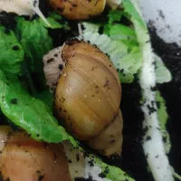 حلزون ابرسان و زیبایی