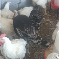 فروش بوقلمو