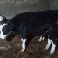 گوساله ی سیمنتال|حیوانات مزرعه|سنندج, |دیوار