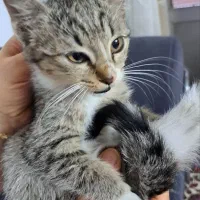 واگذاری بچه‌گربه خونگی و دستی (مهربون و اجتماعی)|گربه|ساری, |دیوار