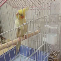 عروس هلندی نباتی|پرنده|جهرم, |دیوار