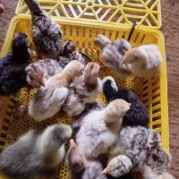 فروش جوجه بوقلمون دوسه روزه