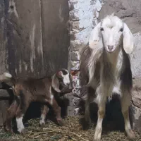 میش آبستن و بز و بزغاله