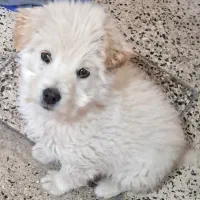 سگ شیتزو پاکوتاه