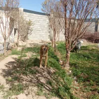 دوتوله سگ 6ماهه نژاد دوبرمن و بومی5000