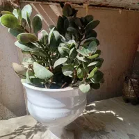 گل کالانکوئه یا قاشقی گل‌دار